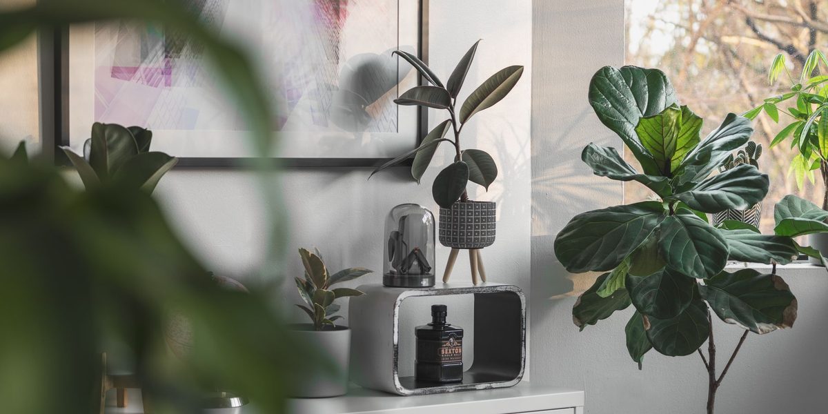Houseplant Styling Ideas for Every Room in the House