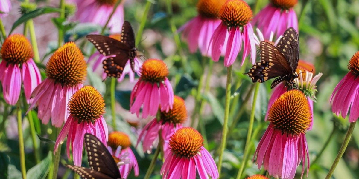 Pollinator Garden Ideas That Bring Your Yard to Life