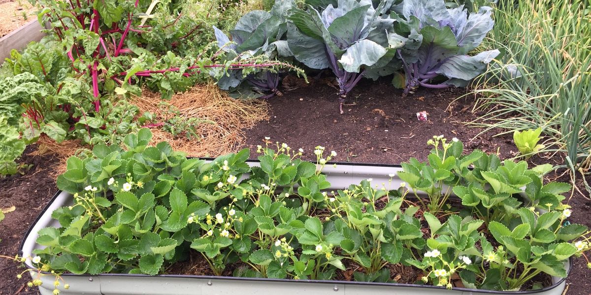Raised Bed Garden Ideas for First-Time Growers