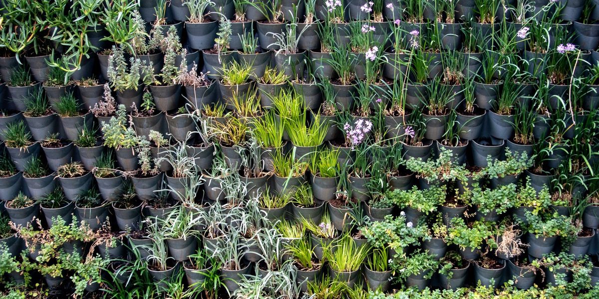 Vertical Garden Ideas for Small Yards and Narrow Spaces